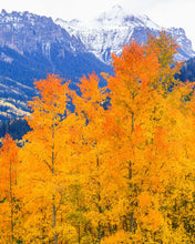 Load image into Gallery viewer, Aspen Grove In Fall With Mountain Peaks