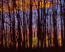 Load image into Gallery viewer, Silhouettes of Aspen Trees in the Uncompahgre National Forest 2