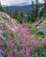 Load image into Gallery viewer, Camp Hale with Purple Flowers