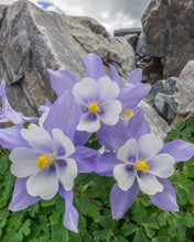 Load image into Gallery viewer, Columbines By Ute Lake 4