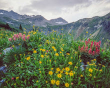 Load image into Gallery viewer, Governor Basin With Pink And Yellow Flowers