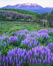 Load image into Gallery viewer, Lupines Near Mount Gunnison in Kebler Pass