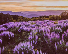 Load image into Gallery viewer, Lupines at Dusk in Kebler Pass