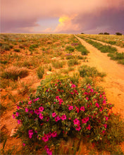 Load image into Gallery viewer, Scarlet Monkey Flowers On Dirt Road