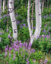 Load image into Gallery viewer, Aspen Grove With Purple Flowers

