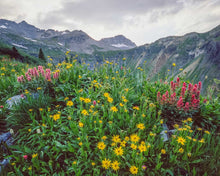 Load image into Gallery viewer, Governor Basin With Pink And Yellow Flowers
