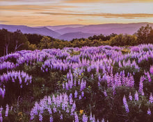 Load image into Gallery viewer, Lupines at Dusk in Kebler Pass
