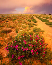 Load image into Gallery viewer, Scarlet Monkey Flowers On Dirt Road

